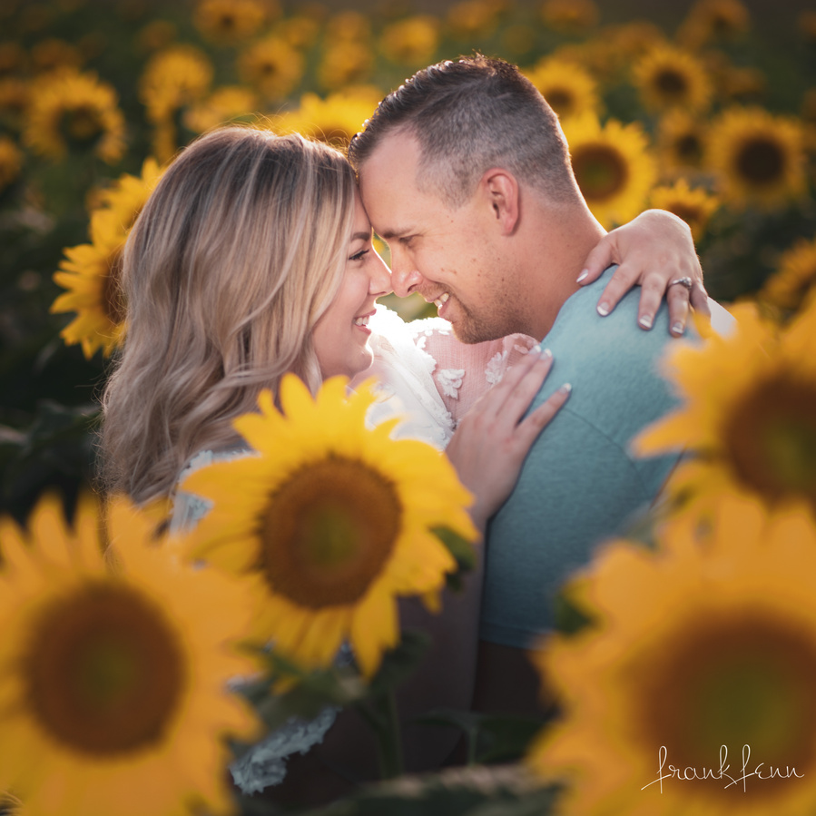 Engagement picture in sunflowers by Ottawa Photographer Frank Fenn