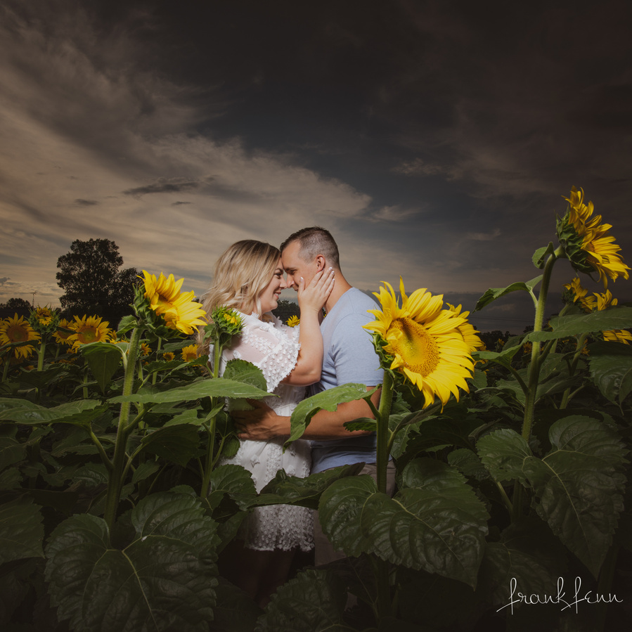 Engagement picture in sunflowers by Ottawa Photographer Frank Fenn