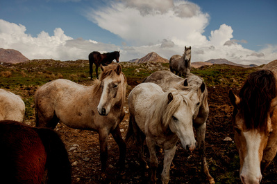 Connemara ponnies on Ireland's Wild Atlantic Way photographed by travel photographer Robert Ormerod for Lonely Planet