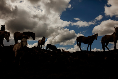 Connemara ponnies on Ireland's Wild Atlantic Way photographed by travel photographer Robert Ormerod for Lonely Planet