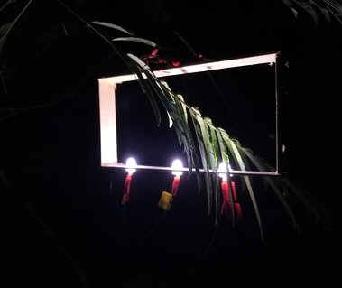Since the leaves of the Gavilán tree move water along their stem, the leaf structure expands and contracts according the time of the day. As a result to that, we measured how much light was passing through the leaf.