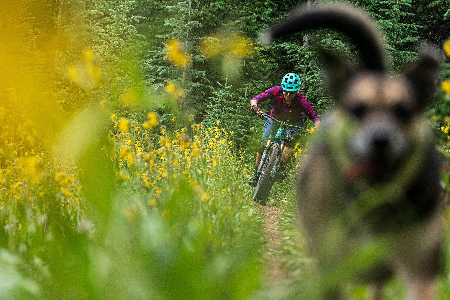 Woman and dog mountain biking in summer in Colorado