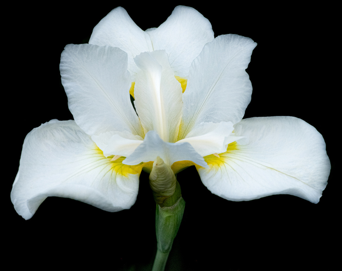 white iris  flower against a black background.