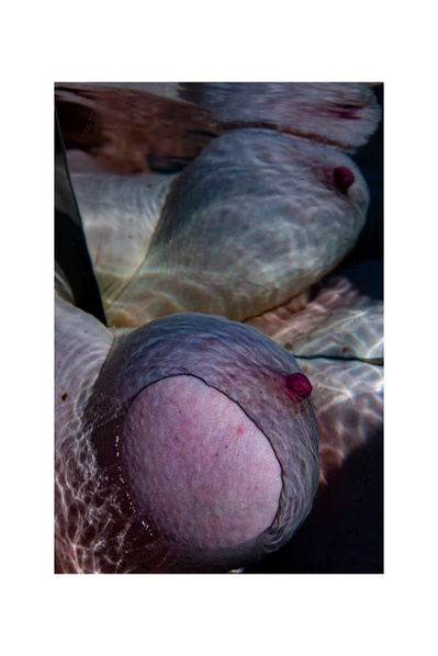 Weiblichkeit, Fotografie, Photography, Carla Pohl, Feminicity, Woman, Fotografin, Photographer, Fine Art Photography, Echorauschen, Berlin, Metoo, Urweiblichkeit