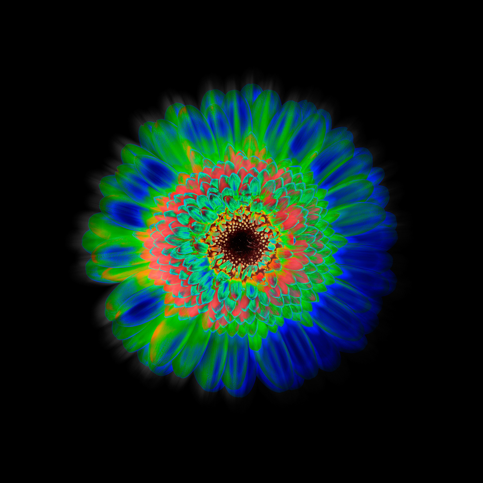freies Projekt Flowers 06 von Marion Stephan, digitale Kunst, abstraktes farbiges Bild, abstrakte Kunst mit bunten Farben