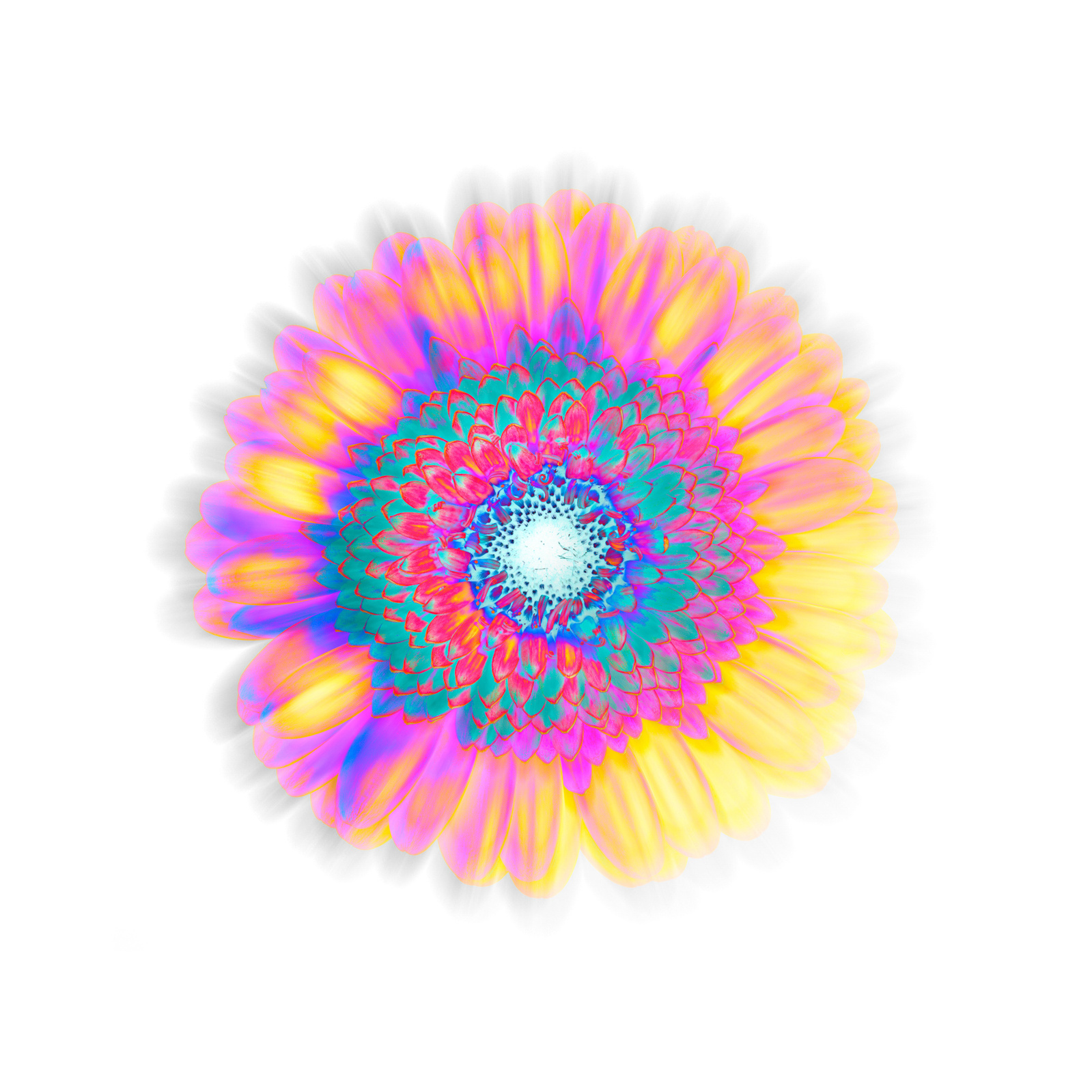 freies Projekt Flowers 07 von Marion Stephan, digitale Kunst, abstraktes farbiges Bild, abstrakte Kunst mit bunten Farben