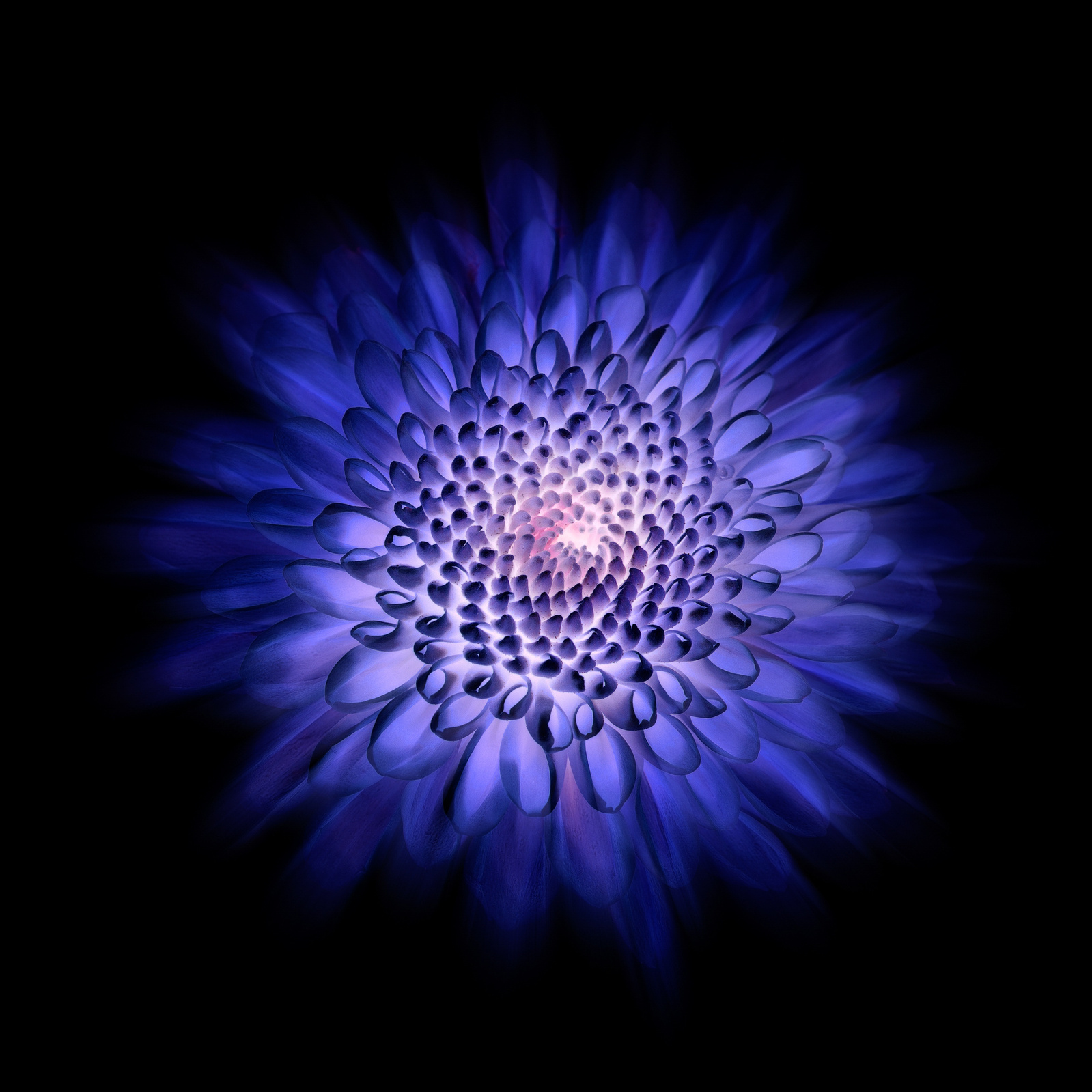 freies Projekt Flowers 04 von Marion Stephan, digitale Kunst, abstraktes farbiges Bild, abstrakte Kunst mit bunten Farben