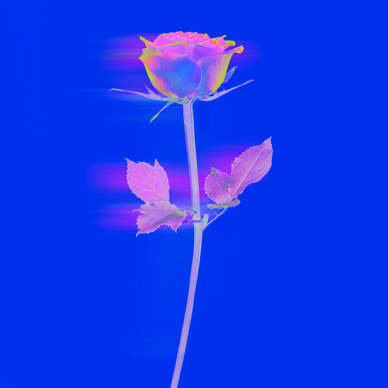 freies Projekt Flowers 02 von Marion Stephan, digitale Kunst, abstraktes farbiges Bild, abstrakte Kunst mit bunten Farben