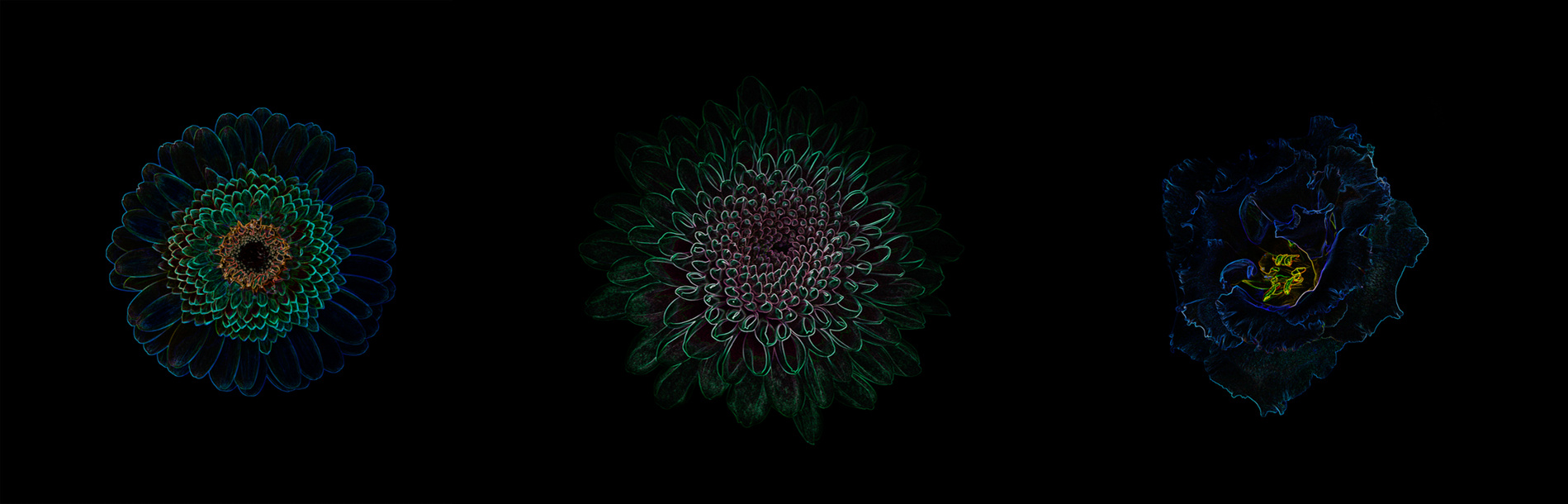 freies Projekt Flowers 05 von Marion Stephan, digitale Kunst, abstraktes farbiges Bild, abstrakte Kunst mit bunten Farben