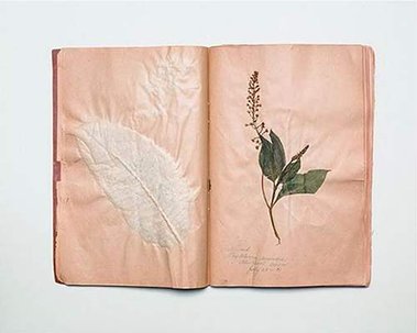 Dianne Davis, Feminist Photography Network, Canadian Artist