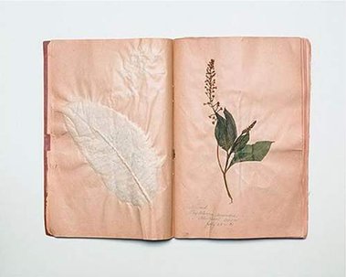 Dianne Davis, Feminist Photography Network, Canadian Artist