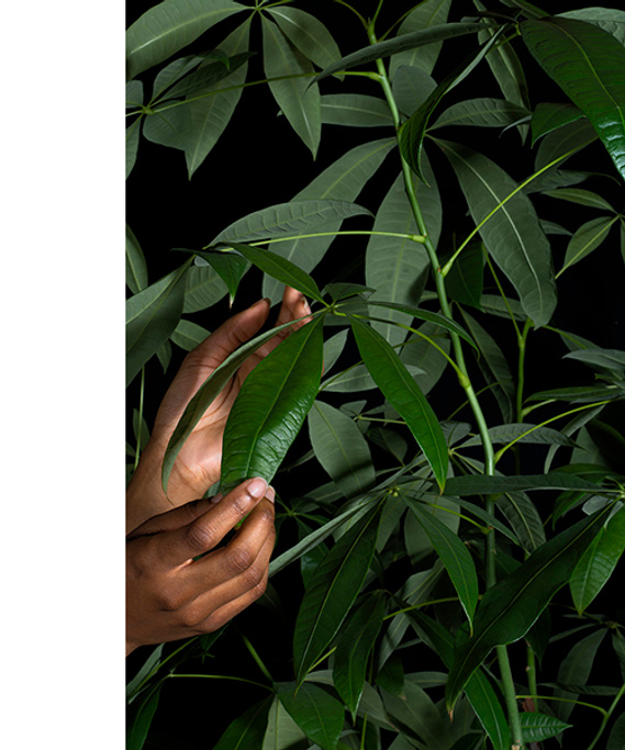 Farihah Shah, Bille said Strange Fruit, hands with leaves