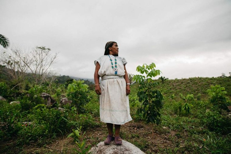 indian woman standing on a rock in a coffee field in the mountains