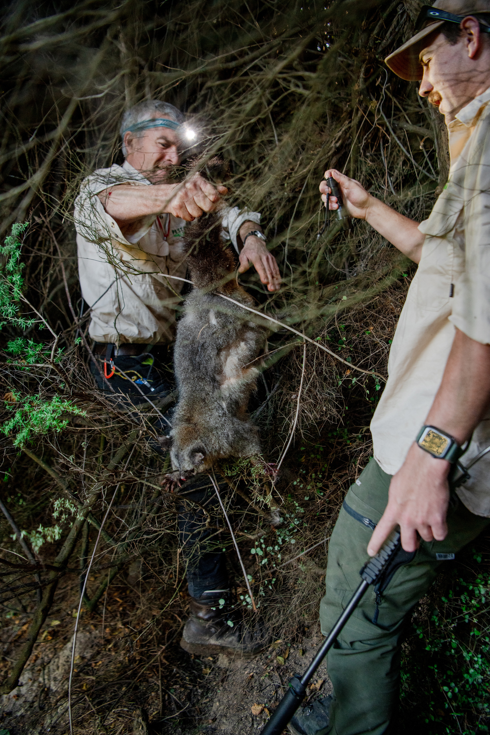 Pest Free Banks Peninsula team members Jason Millichamp, Ollie Rutland-Sims, and their possum dog, Schmack, inspect the farm for any remaining possums near Akaroa, Banks Peninsula, New Zealand on Thursday, May 8, 2024.