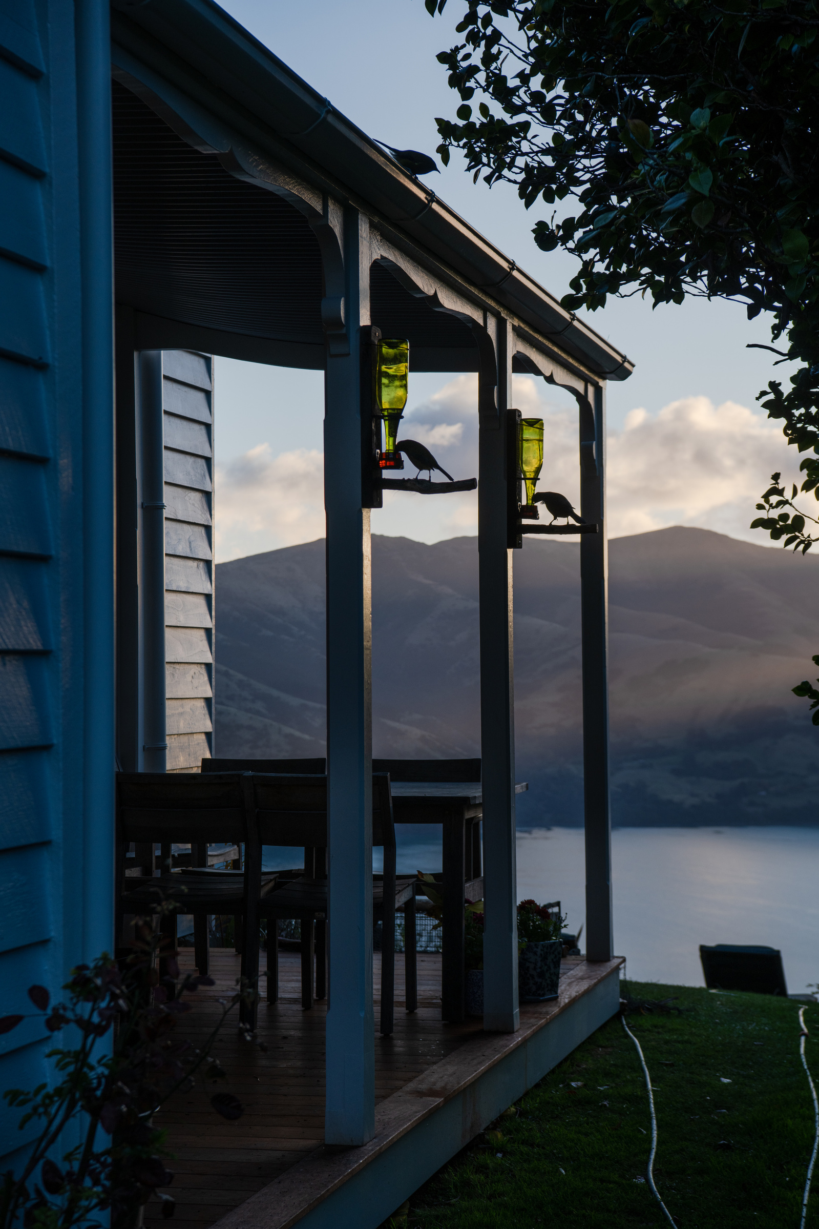 Tui and bellbird by the bird feeder at the house of Charlotte and Jack Gibbs on Banks Peninsula, New Zealand on May 9, 2024.