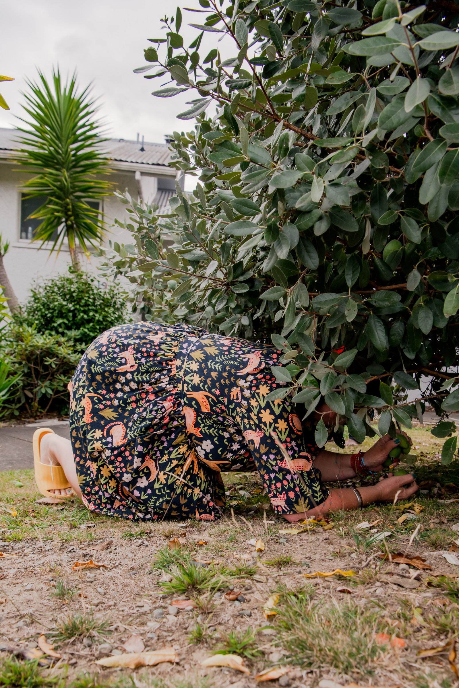 Joile Degaia collects feijoa fruits under her tree in Nelson, New Zealand on Friday, April 5, 2024. .In New Zealand, the arrival of fall is marked by the distinctive flavor of feijoas, a beloved national fruit that fosters community and sharing.