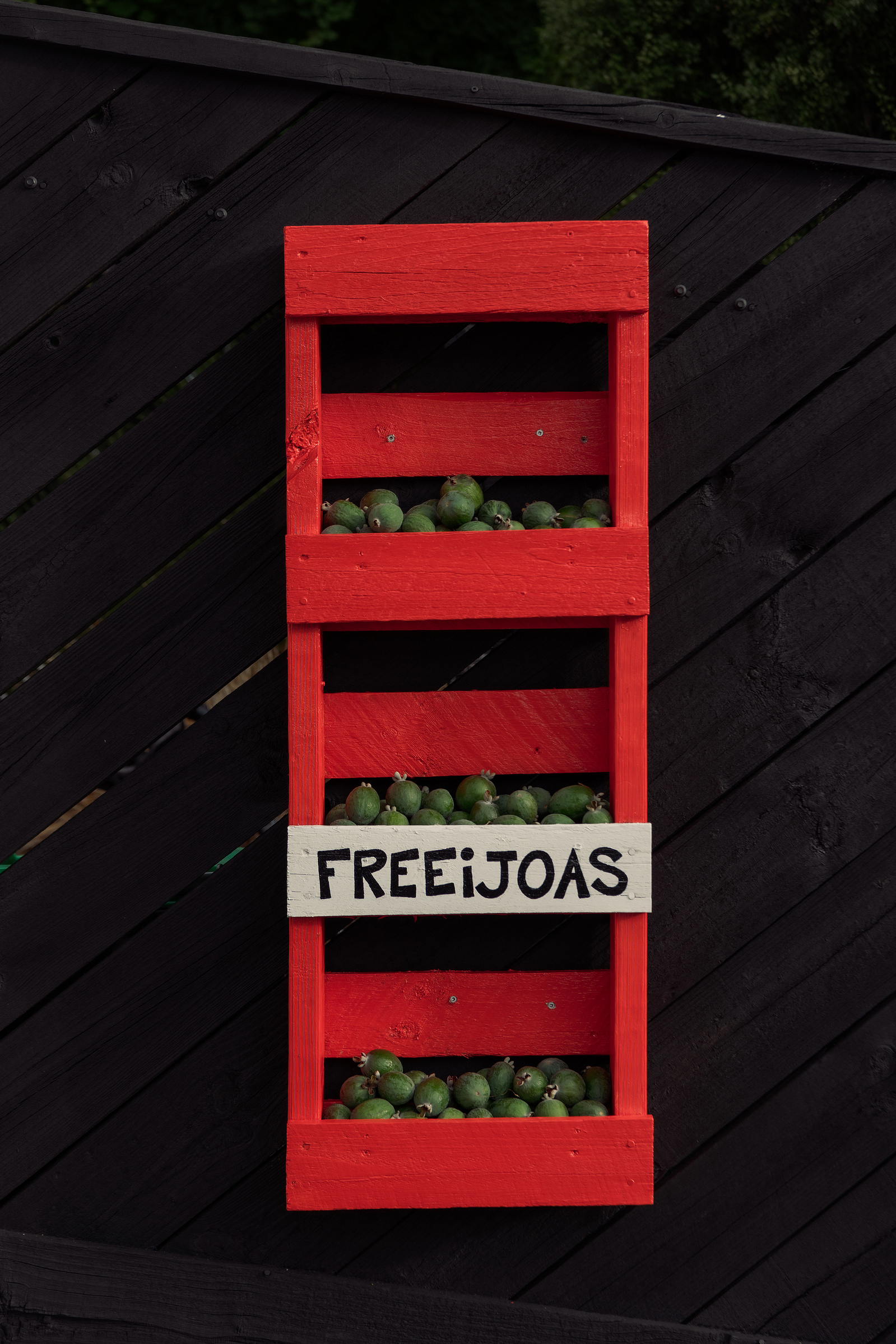 A feijoa stand outside Seton’s family home to share their numerous fallen fruits in Nelson New Zealand on Saturday, April 6, 2024. In New Zealand, the arrival of fall is marked by the distinctive flavor of feijoas, a beloved national fruit that fosters c