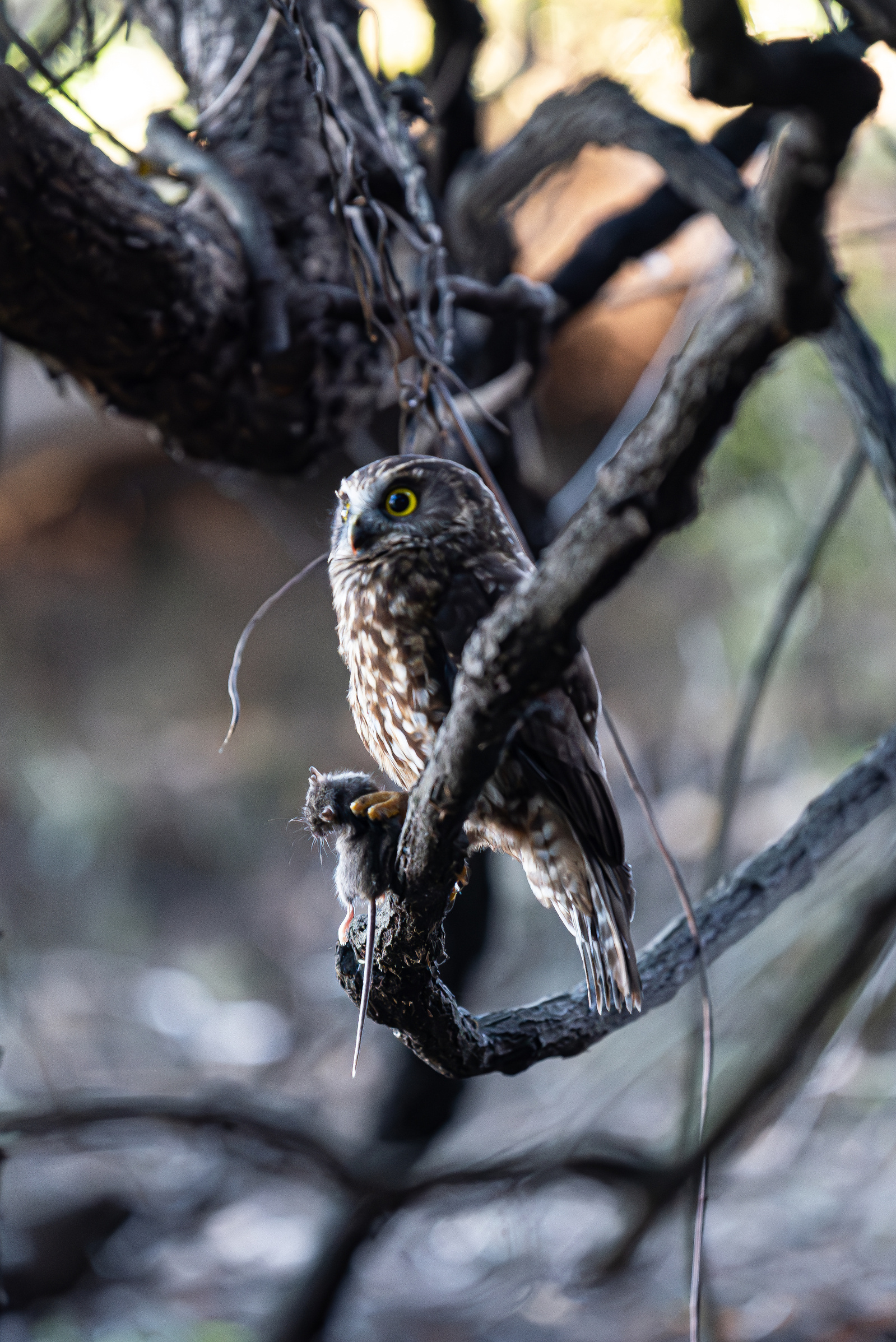 A Ruru, or native morepork, grips a mouse it just caught on the farmlands near Akaroa, Banks Peninsula, New Zealand, on Thursday, May 8, 2024