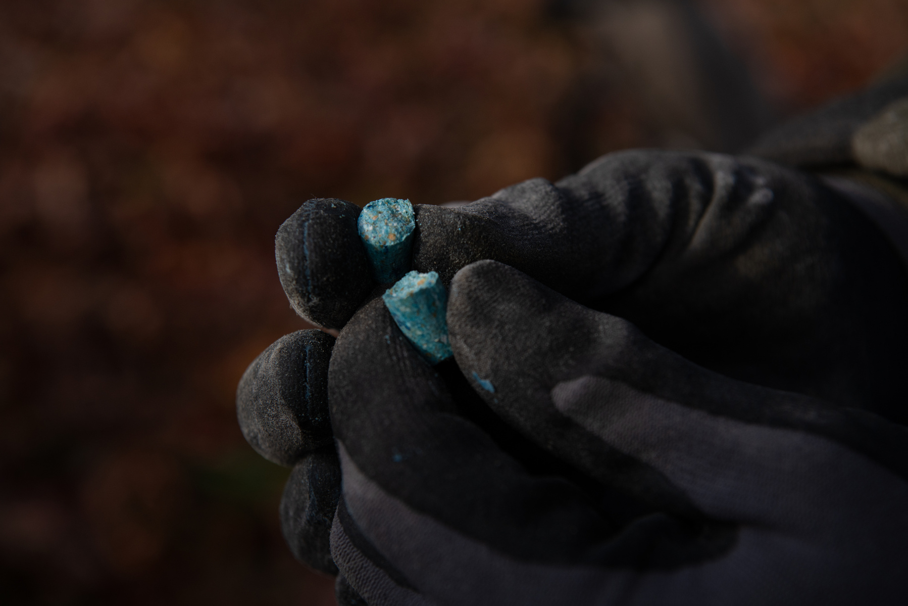 Pest Free Banks Peninsula team member Blake Thomson holds a toxic bait while monitoring bait stations on Banks Peninsula, New Zealand, on May 9, 2024