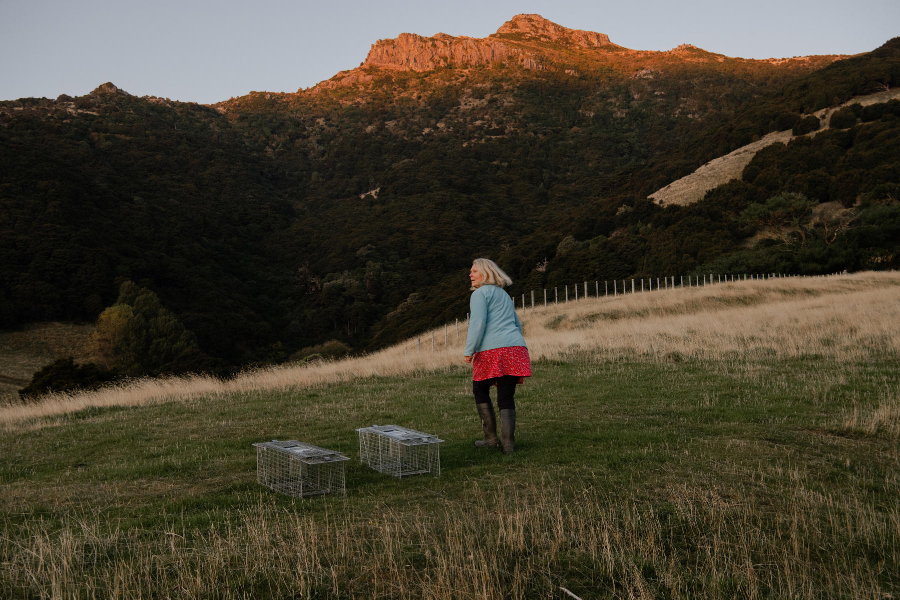 Charlotte Gibbs checks a pest trap near his home on Banks Peninsula, New Zealand on May 9, 2024