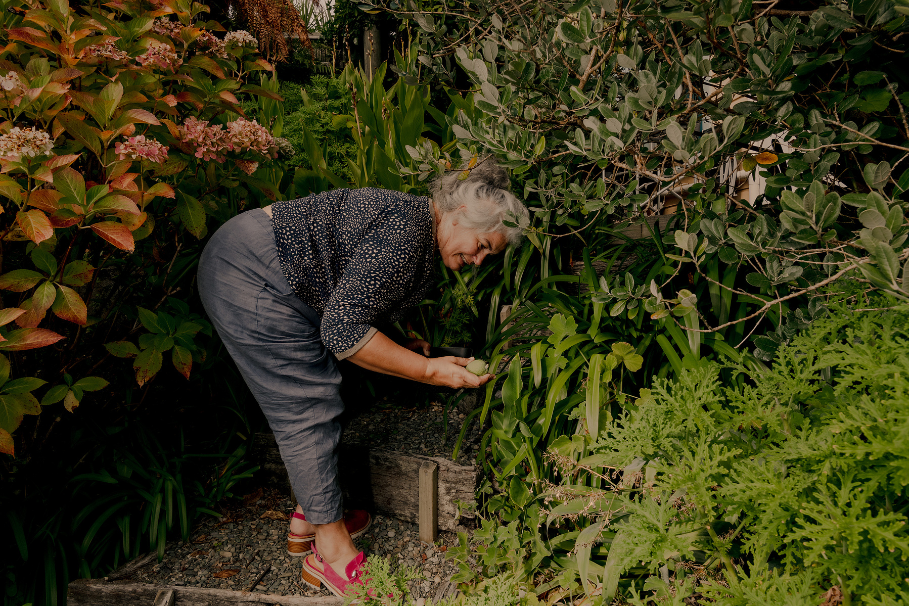 Inez Crawford (Te Whānau-ā-Apanui tribe) collects feijoa fruits in her garden in Nelson New Zealand on Saturday, April 6, 2024. In New Zealand, the arrival of fall is marked by the distinctive flavor of feijoas, a beloved national fruit that fosters com
