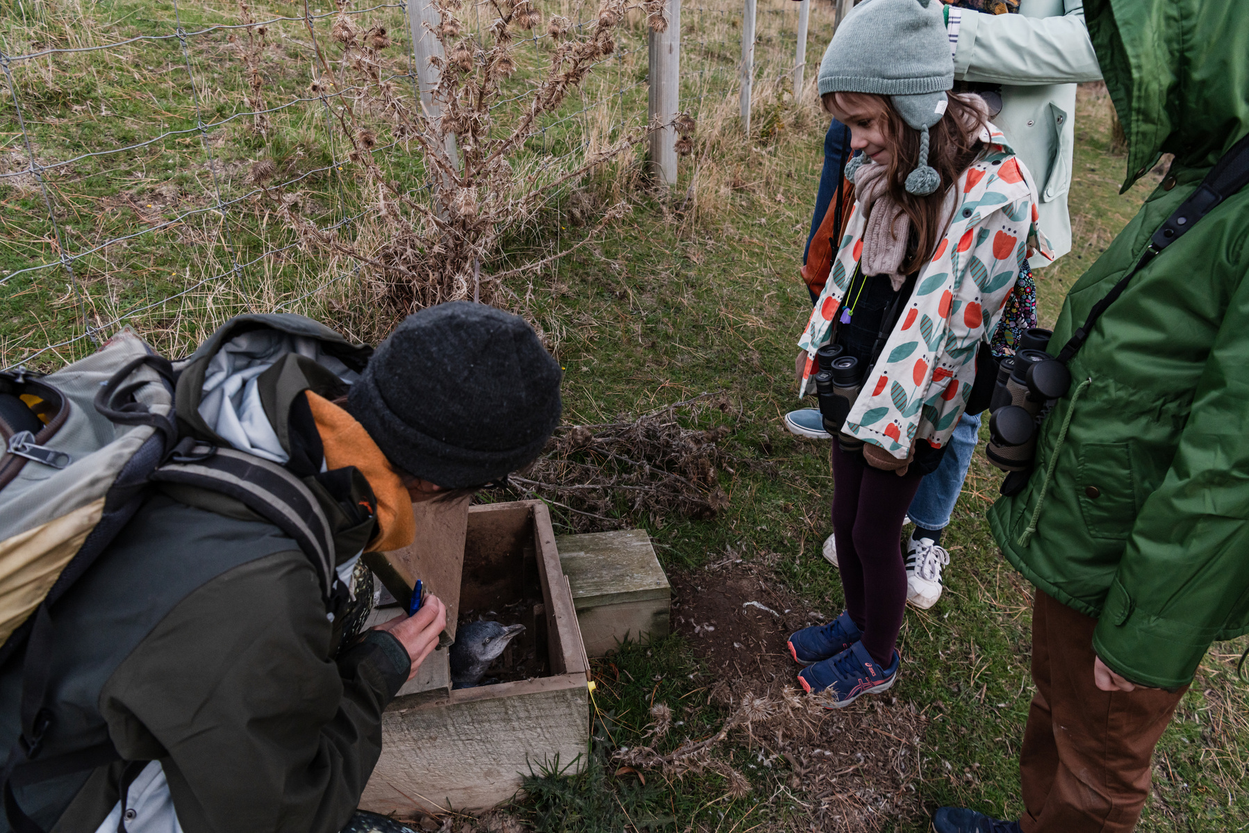 Joey Cataliotti, a penguin tour guide, opens one of the nesting boxes with little blue penguins to show visitors at the Pōhatu Conservation Trust on Banks Peninsula, New Zealand on May 8, 2024