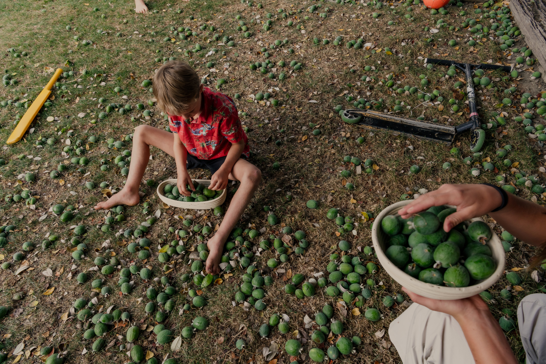 Tui Seton, 5, and Lola-Rosa Seton, 12, collect feijoa in the Seton's garden, which is dotted with fallen feijoas and shadowed by a tall feijoa tree, in Nelson, New Zealand on Saturday, April 6, 2024. The arrival of fall in New Zealand is marked by the di