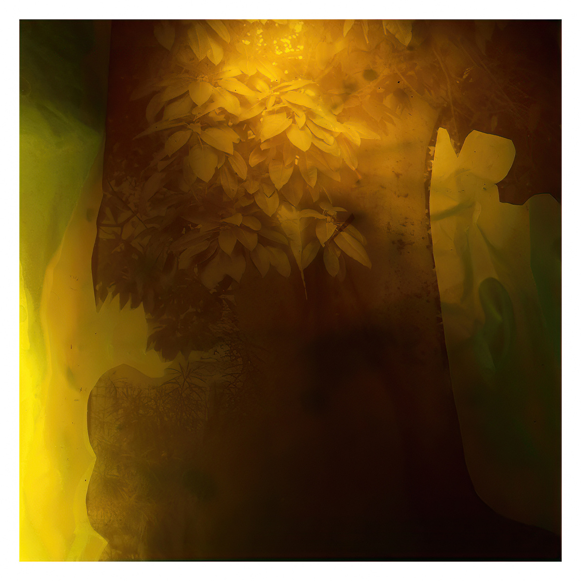 Tree, 2012, photographic mixed media. 