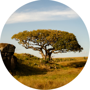 A lonesome tree with a broad crown in the African savanna