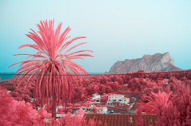 A palm tree and the Calpe rock (Peñon de Ifach)