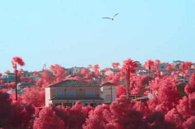 A bird flying above trees and houses in Calpe, Spain