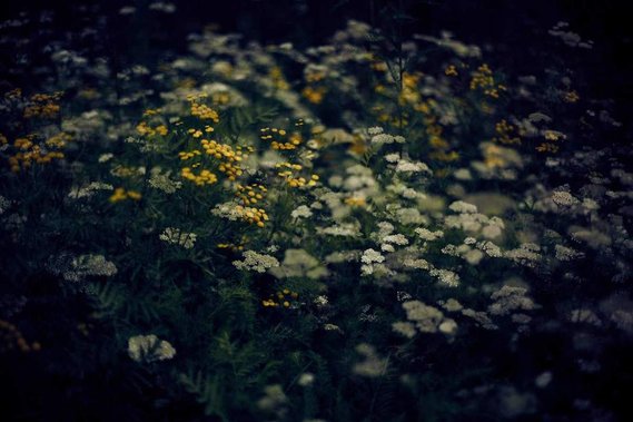 wild flowers in Porvoo (Finland) Multiexposure