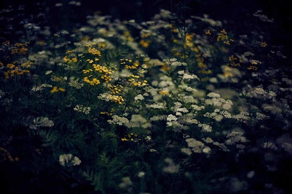 wild flowers in Porvoo (Finland) Multiexposure