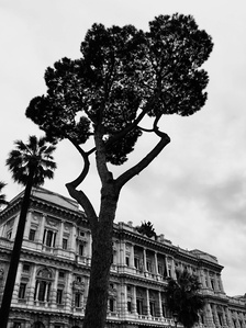 Pine tree in Rome, Italy. Cityscape. B&w photography.