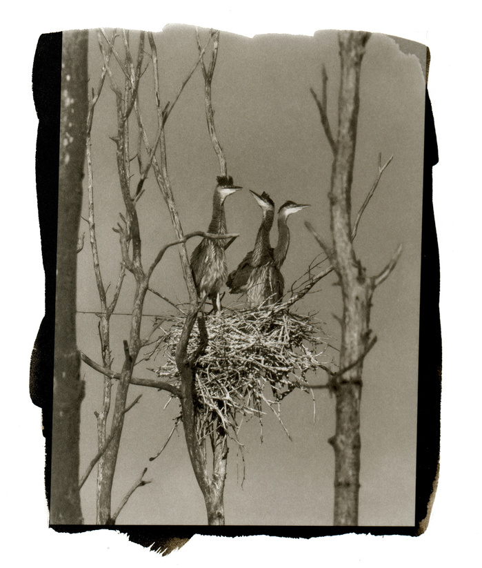Three juvenile great blue herons await one of the parents return for a feeding.
Great Blue Herons, Juveniles, Birds, Ardea Herodias, Platinum Palladium hand print
