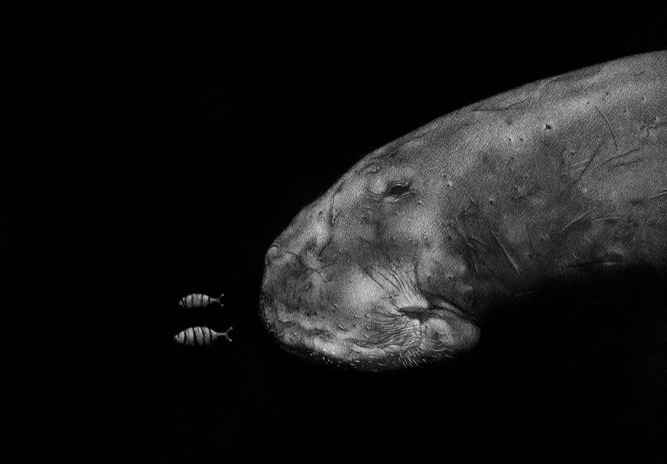 Marine life drawing of a Dugong and pilot fish