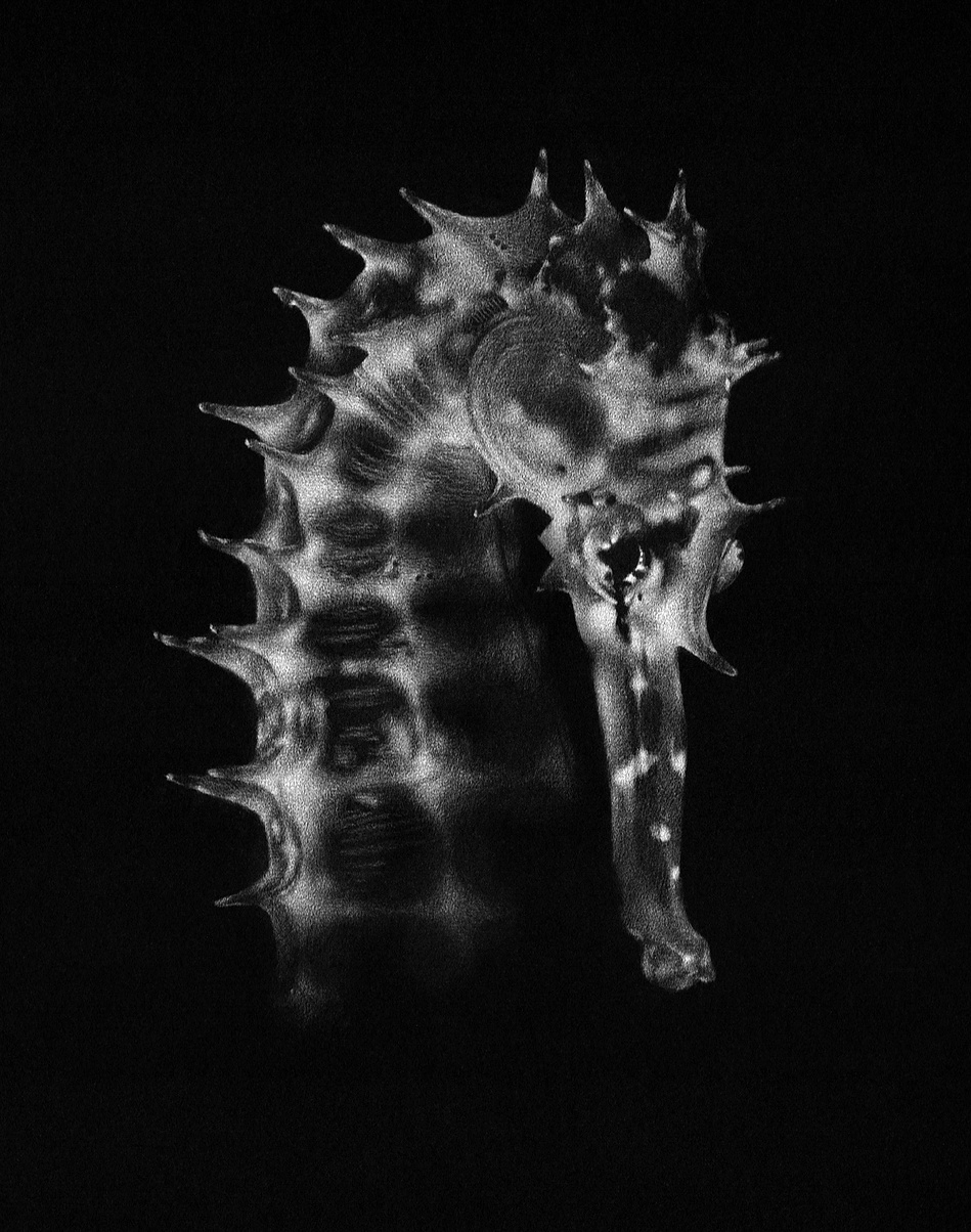 Marine life drawing of a seahorse