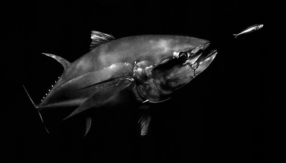 Marine life drawing of a blue fin tuna from the maldives