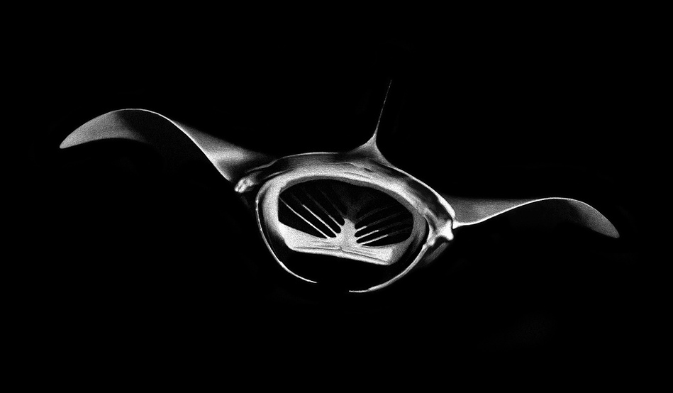 Marine life drawing of a Manta ray surfacing 