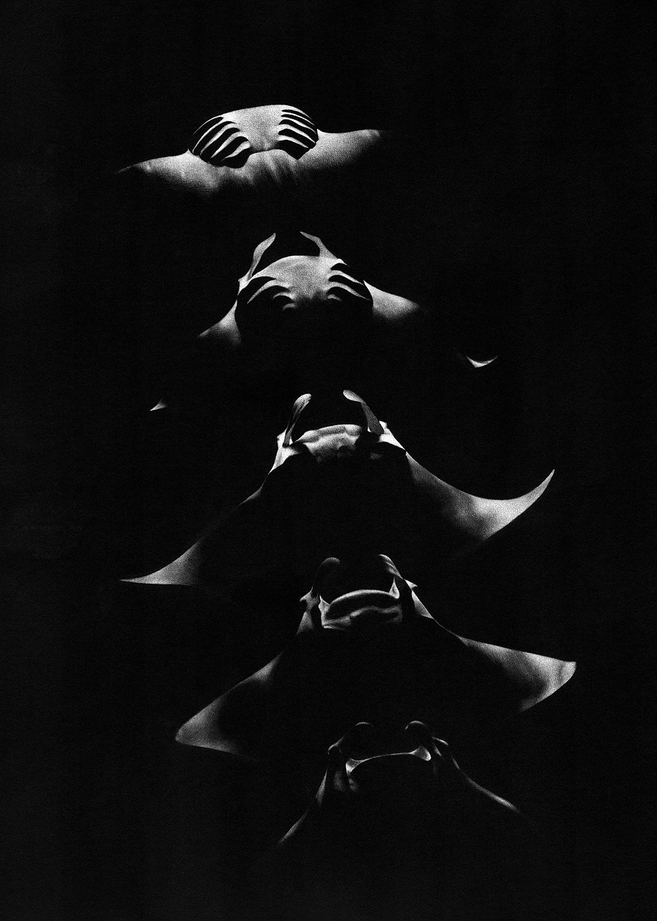 Marine life drawing of Manta rays feeding at night