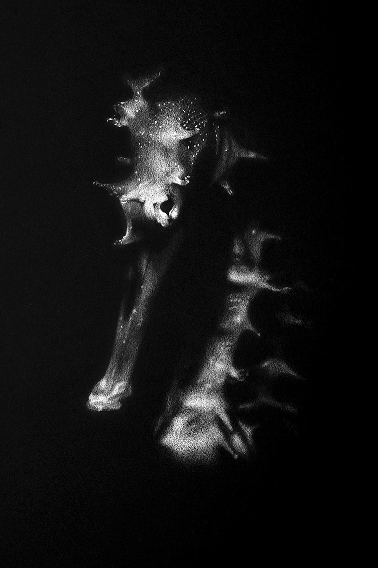 Marine life drawing of a seahorse portrait