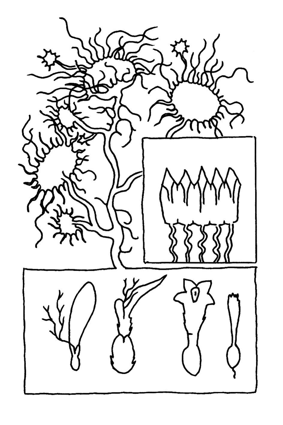 Spicilege Naturaliste Daphne Geisler