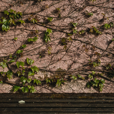 lierre grimpant sur un mur au printemps