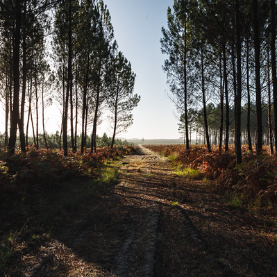 foret de pins dans les Landes