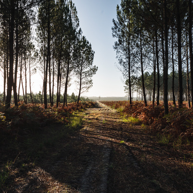 foret de pins dans les Landes