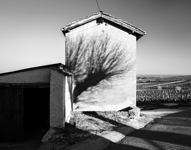 ombre arbre projetée sur la façade d'une maison