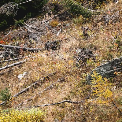 végétation de montagne en désordre