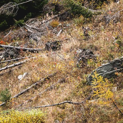 végétation de montagne en désordre