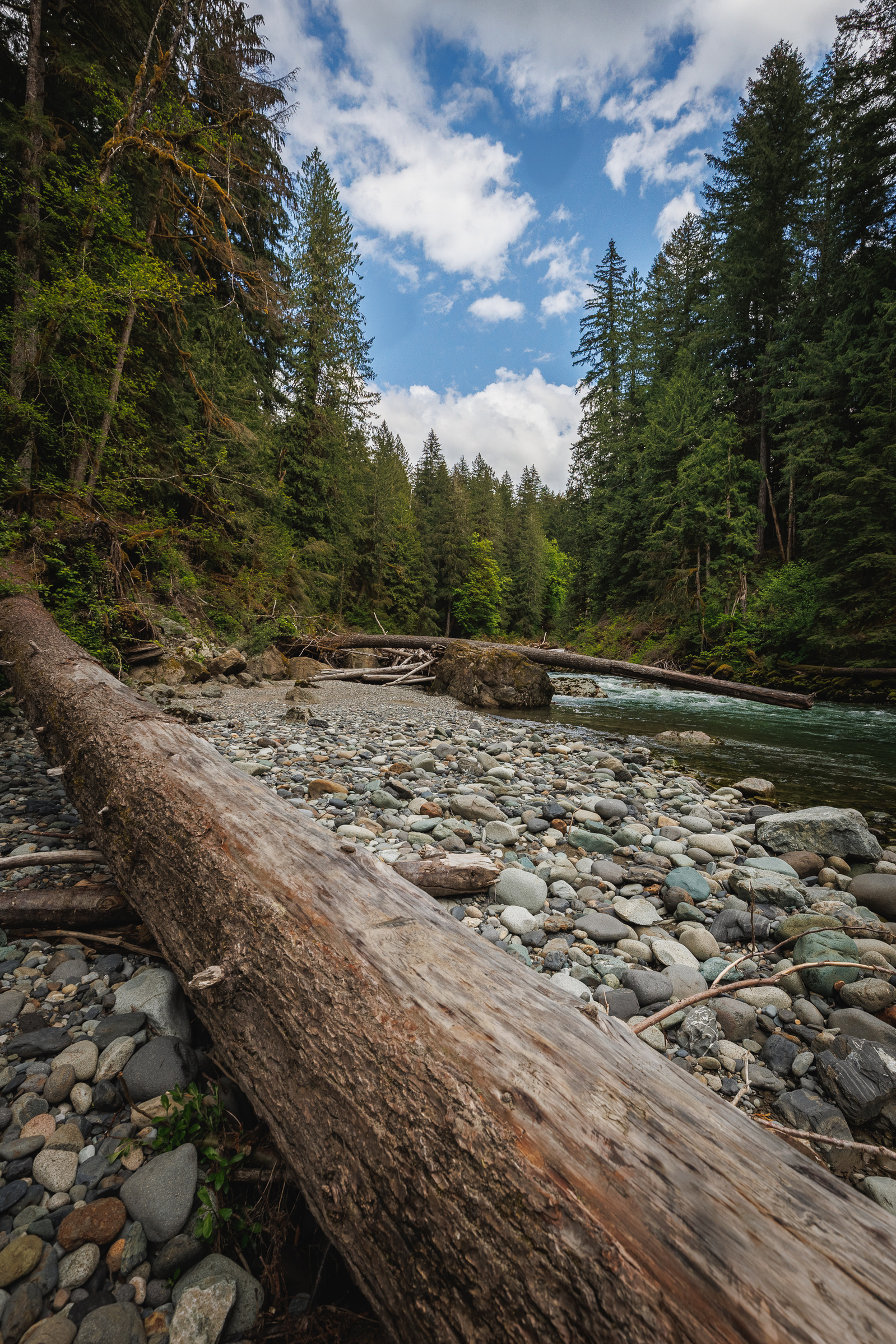 A forested riverbank in Washington with smooth stones and driftwood logs scattered along the shore. A clear river winds through the dense evergreen forest under a partly cloudy sky.