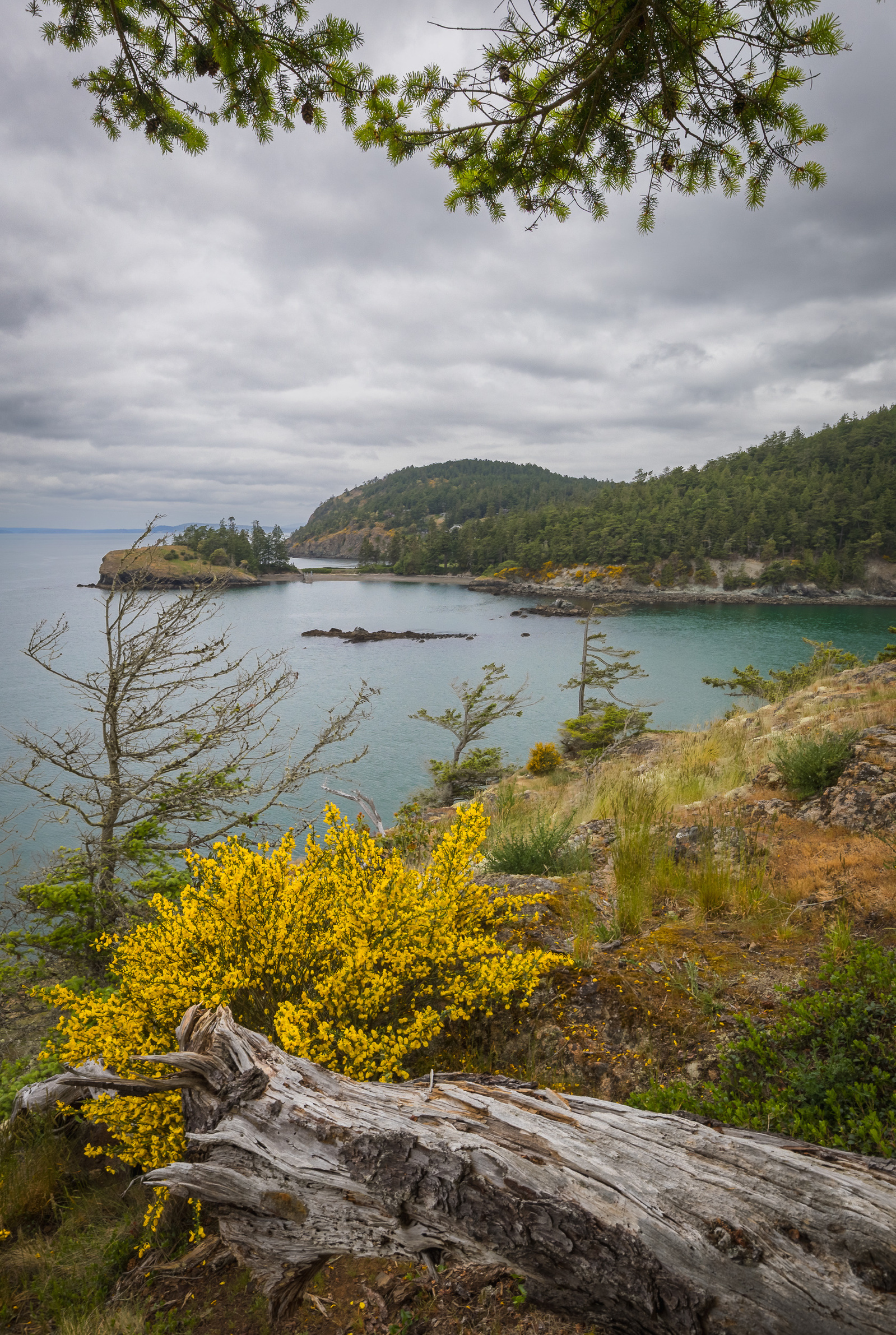 iew of a rocky Washington coastline with yellow wildflowers, driftwood, and evergreen trees overlooking calm turquoise water under a cloudy sky.